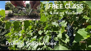 Class Pruning Grape Vines Beginners Guide [upl. by Teresina520]