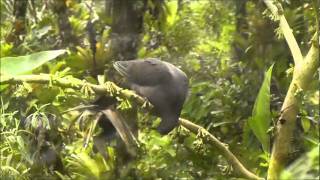 Plumbeous Pigeon  pombaamargosa  Patagioenas plumbea [upl. by Mackler932]