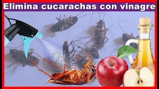 Elimina la plaga de cucarachas en tu hogar con vinagre [upl. by O'Driscoll]