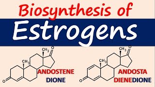 Estrogens  Biosynthesis and chemical synthesis [upl. by Dibrin]