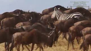 Naitonal Geographic Lodges  Mara Plains [upl. by Gustavus]