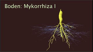 Mykorrhiza I  Mykorrhiza und Umwelt [upl. by Zoara772]