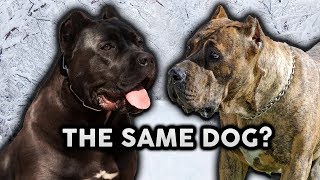 CANE CORSO OR PRESA CANARIO Whats The Difference [upl. by Gosser]