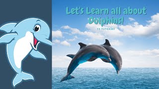 All About Dolphins for Kids I Ocean Life I Sea Animals abcd videosforkids [upl. by Zere]