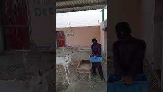 Hand rearing of Male Fallow deer youtubeshorts animalszoodeer [upl. by Kitti]