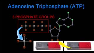 Using ATP – The Making and Breaking of The City’s Energy Chips [upl. by Henn]