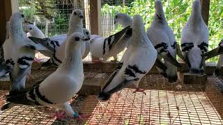 My Damascene pigeons 762020 [upl. by Eelrehpotsirhc]