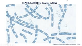 Esporulación en Bacillus subtilis  Parte 1 [upl. by Leiser269]