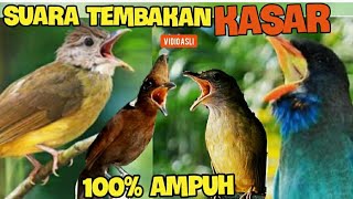 SUARA TEMBAKAN KASAR  DUET CILILIN KAPAS TEMBAK TENGKEK BUTO  CUCAK JENGGOT 10 jam [upl. by Howlyn]