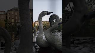 It is getting very close to eviction time for these babies so make the most of it swans photo [upl. by Harts635]