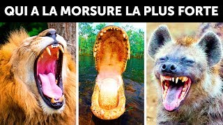 Qui A La Morsure La Plus Puissante Sur Terre [upl. by Hezekiah]