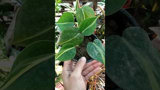 Pothos plant  shorts 🥰😋 sharmanursery youtubeshorts [upl. by Gerty]