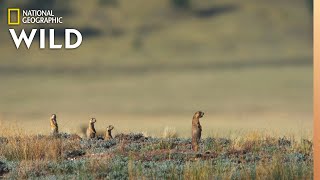 New Prairie Dog Pups Learn Danger  Prairie Dog Manor [upl. by Hajed354]