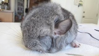 Cute Baby Chinchilla Noises [upl. by Sukin891]