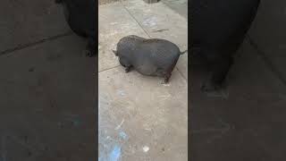 Domestic pig raising and breeding animal husbandry [upl. by Ahseiym]