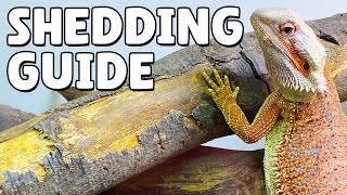 What To Do When Your Bearded Dragon Is Shedding [upl. by Valentine]