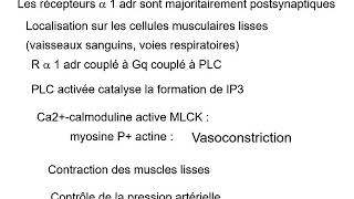 Signalisation  récepteurs des catécholamines R alpha adrénergiques [upl. by Tansey711]