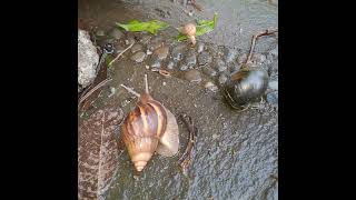 THREE TYPES IN THREE DIFFERENT SIZES mollusks snail goldensnail gardenlife waterpond garden [upl. by Legnalos]