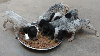 Filhotes de Dálmatas  Um mês e cinco dias  Primeiras refeições  Ração para cachorro  Cão de raça [upl. by Ahseekat629]