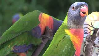 Rainbow Lorikeets up close at Dr Roms Bird Sanctuary in Moorooka [upl. by Petrina]