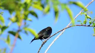 Brownheaded Cowbird [upl. by Dorsman337]