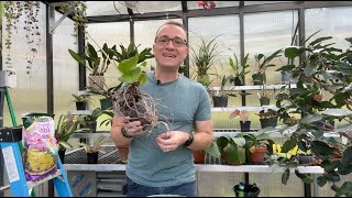 This magical water causes orchid leaves to instantly revive their roots [upl. by Quickman]