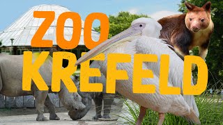 Zoo Krefeld  Klein aber oho  ZooEindruck [upl. by Engenia]