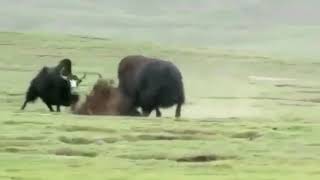 Wild yak vs Domestic yak [upl. by Ydolem]