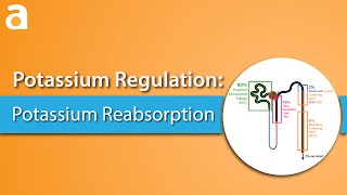 Potassium Regulation Potassium Reabsorption [upl. by Alleon694]