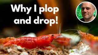 Why I Dont Drip Acclimate My Shrimp [upl. by Ettenwad]