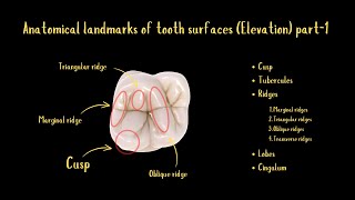 Anatomical Landmarks of Tooth Surfaces Elevation Part1 [upl. by Joye]