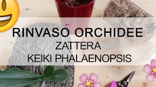 Rinvaso Orchidea  Zattera Phalaenopsis keiki [upl. by Eberhard]