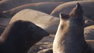 Into the Deep with Elephant Seals  KQED QUEST [upl. by Keon]