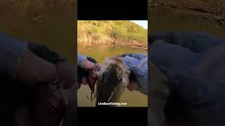 Roosevelt Lake Arizona Bass Fishing in April on the BX Brat Squarebill [upl. by Franza]