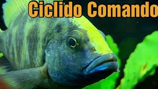 CICLIDO COMANDO  ficha técnica y consejos de cuidado [upl. by Lissy733]