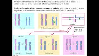 Cytogenetics II Chromosome Translocations [upl. by Marisa]