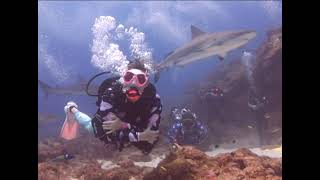 Shark Dive Coxen Hole Roatan Honduras 10202021 [upl. by Razatlab]