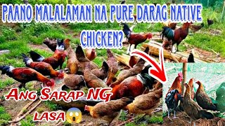 DALAWANG URI NG DARAG HEN SAAN DITO ANG PURE  DARAG NATIVE CHICKEN  NYORTURE TV [upl. by Kassandra]