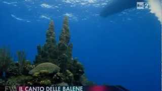 Canto delle balene [upl. by Rizas60]