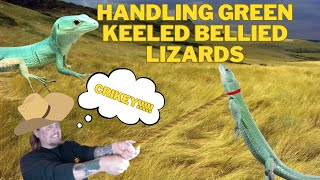 How To Handle And Tame Green Keeled Bellied Lizards Gastropholis prasina [upl. by Eelame961]