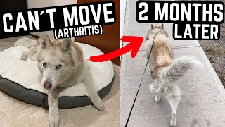 HOW I TREATED MY DOG´S ARTHRITIS FAST without drugs or painkillers [upl. by Kelam]