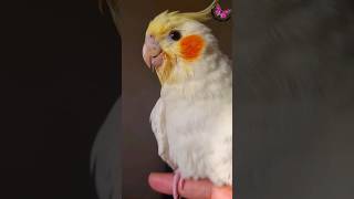 Cute Lutino Cockatiel Rio cockatiel parrot cockatielsinging cookie song [upl. by Almap117]