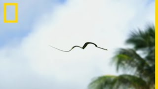 Le serpent volant spécialiste du vol plané entre les arbres [upl. by Aneeg]