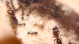 Pheidole obscurithorax [upl. by Entsirhc]