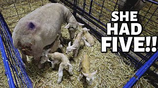 7 DAYS OF LAMBING DAY ONE A set of quads amp quints ON THE FIRST DAY of LAMBING Vlog 347 [upl. by Halladba]