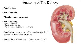 Urinary System Nursing [upl. by Htial]