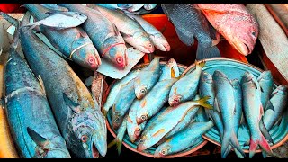 भाईंदर होलसेल फिश मार्केट Bhayander Wholesale Fish market  Mumbai [upl. by Mahalia815]