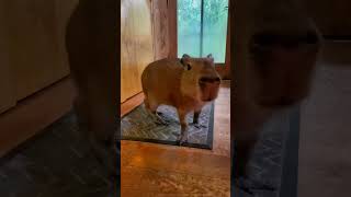 Capybaras Make Noise 🤯 [upl. by Oneida]