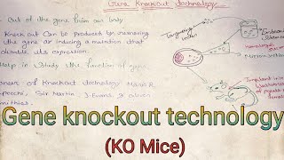 Knockout technology KO Mice  biotechnology notes  medical notes [upl. by Hizar]