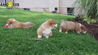 Happy Welsh Corgi Puppies [upl. by Carlyn284]